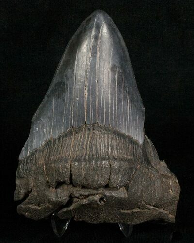 Bargain Megalodon Tooth #5618